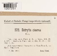 Botrytis cinerea image