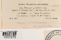 Botrytis parasitica image