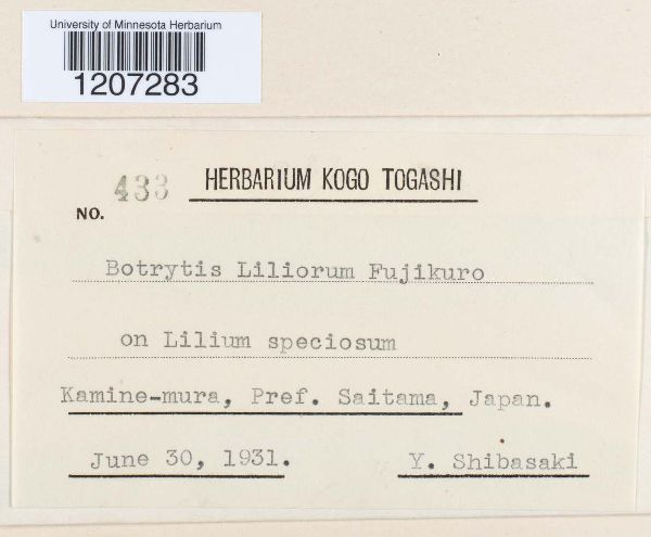 Botrytis liliorum image