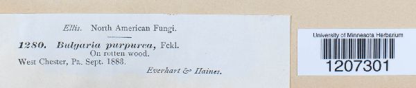 Bulgaria purpurea image