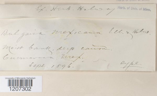 Bulgaria mexicana image