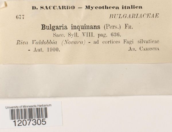 Bulgaria inquinans image