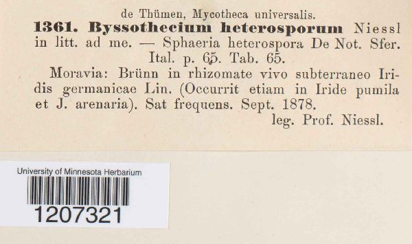 Byssothecium heterosporum image