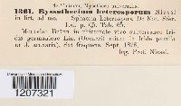 Media resource of Byssothecium heterosporum