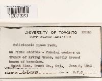 Media resource of Caliciopsis pinea