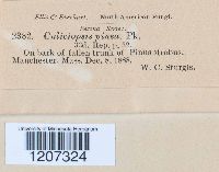 Caliciopsis pinea image