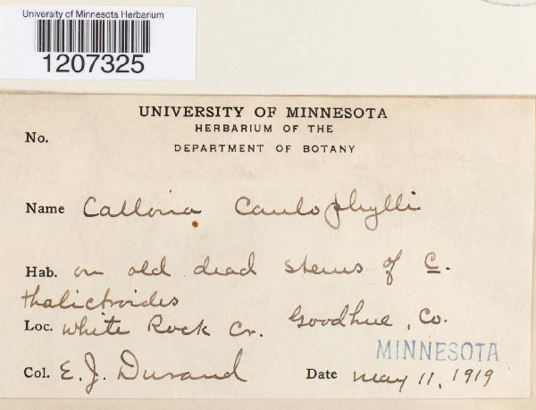 Calloria caulophylli image