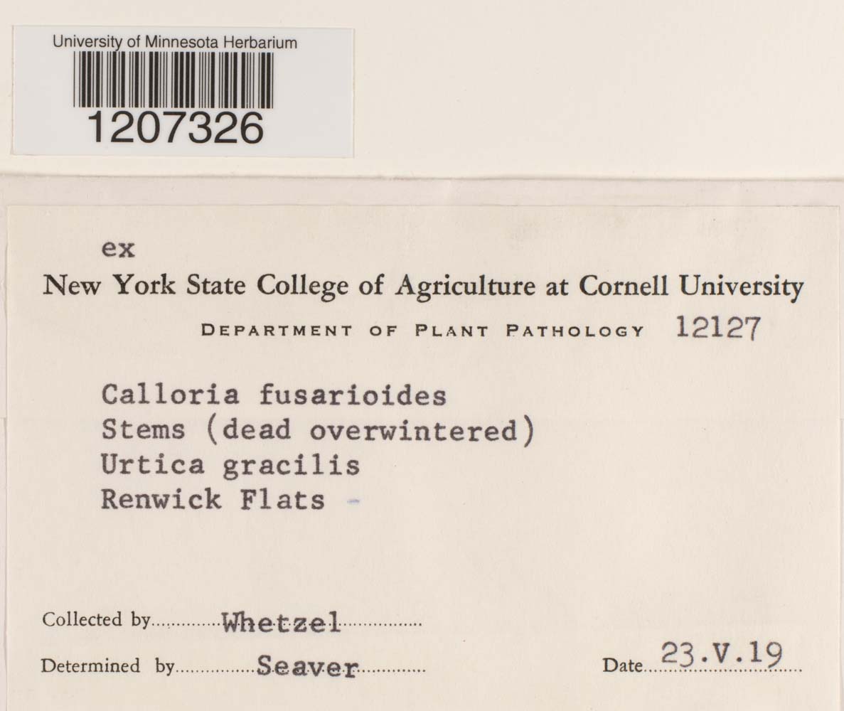 Calloria neglecta image