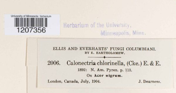 Calonectria chlorinella image