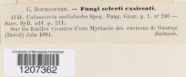 Calonectria melioloides image