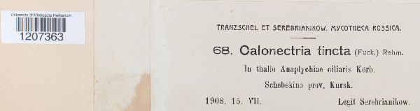 Calonectria tincta image