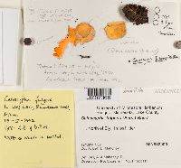 Caloscypha fulgens image