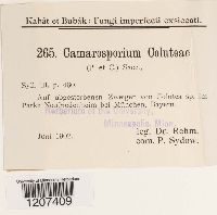 Camarosporium coluteae image