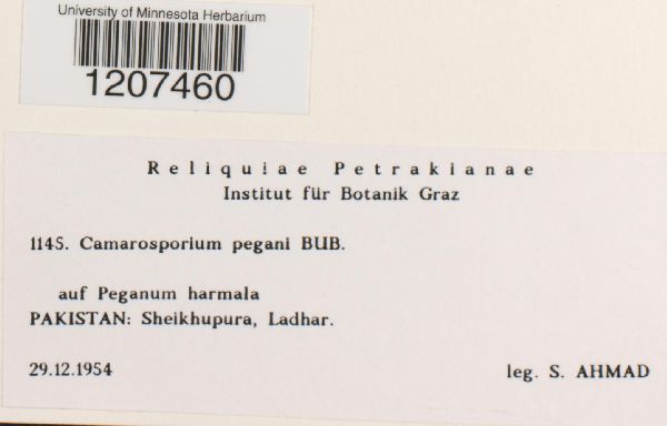 Camarosporium pegani image