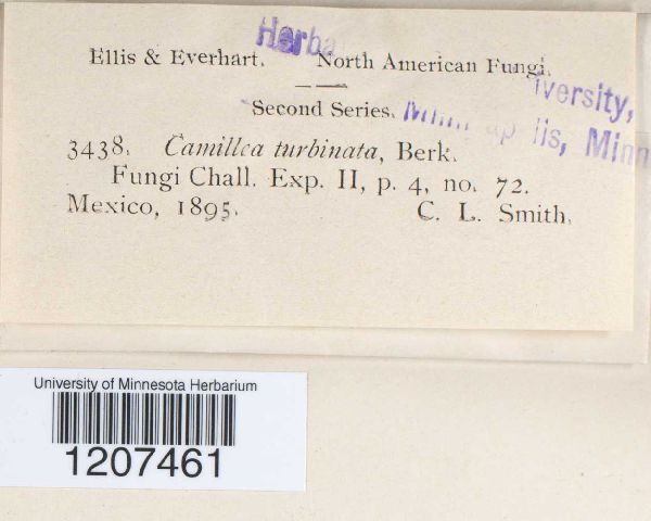 Camillea turbinata image