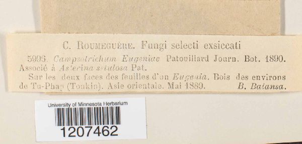 Campsotrichum eugeniae image