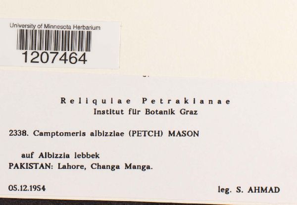 Camptomeris albiziae image