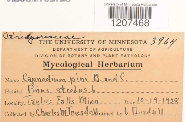 Capnodium pini image