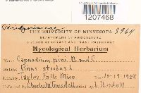 Media resource of Capnodium pini