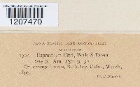 Thumbnail image of current specimen