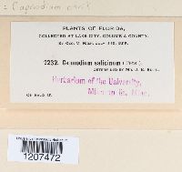 Capnodium citri image