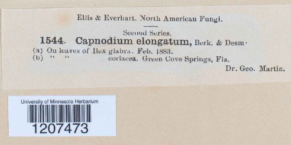 Capnodium elongatum image
