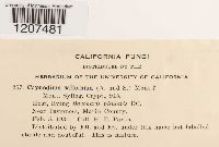 thumbnail image of current specimen