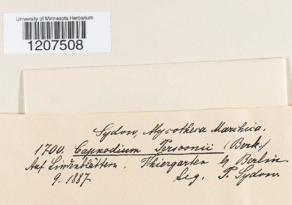 Capnodium persoonii image