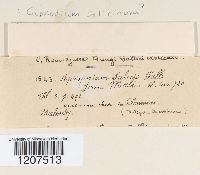 thumbnail image of current specimen