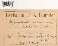 Thumbnail image of current specimen