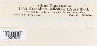 thumbnail image of current specimen