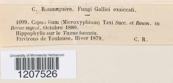 Capnodium taxi image