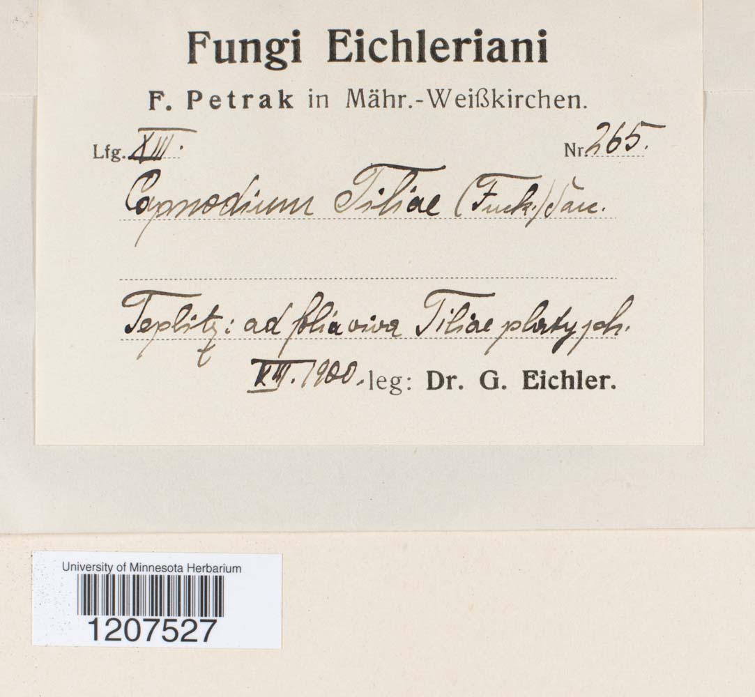 Capnodium tiliae image