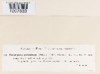 Caryospora putaminum image