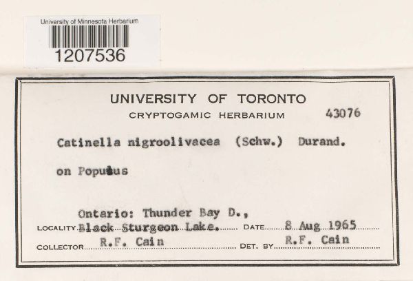 Catinella nigroolivacea image