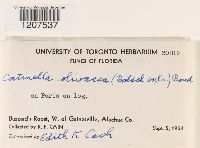 Catinella olivacea image