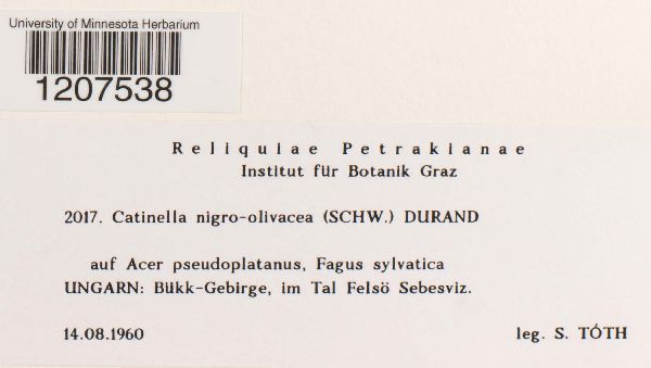 Catinella nigro-olivacea image