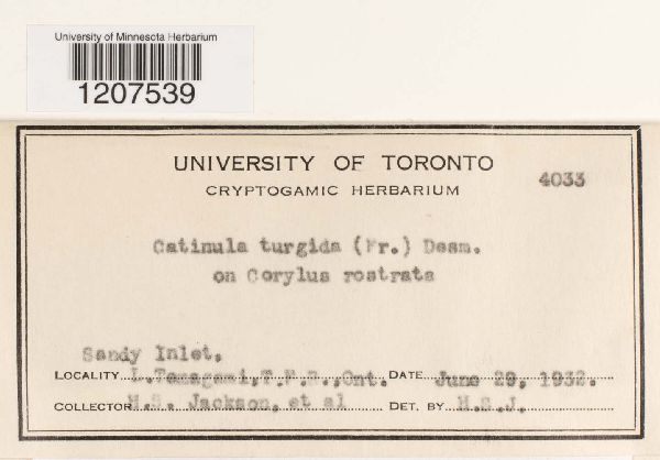 Catinula turgida image