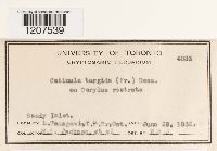 Image Associated With the Occurrence