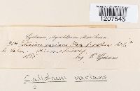 Image Associated With the Occurrence