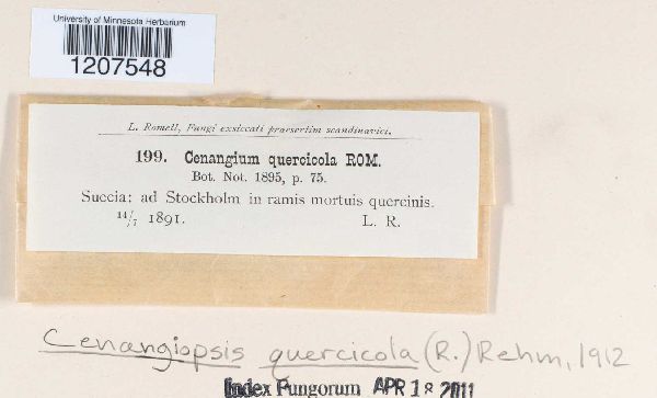 Cenangiopsis quercicola image