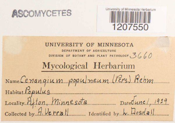 Encoelia fascicularis image