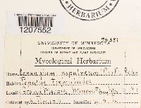 Encoelia fascicularis image