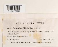 Cenangium ferruginosum image