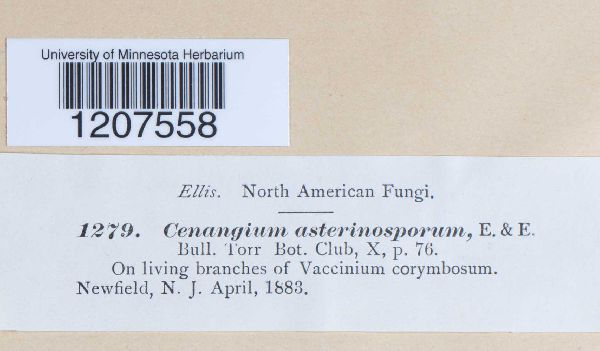 Cenangium asterinospora image