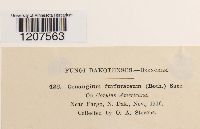 Encoelia furfuracea image