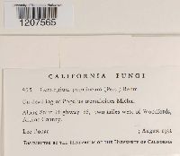 Encoelia fascicularis image