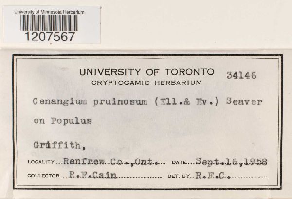 Cenangium pruinosum image