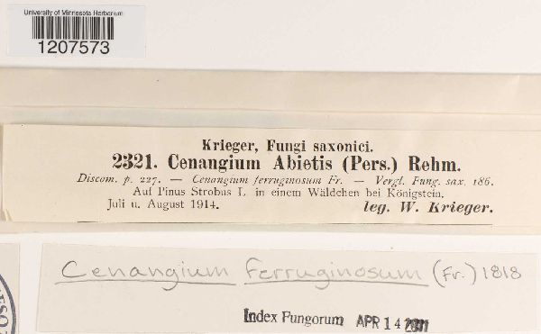 Cenangium ferruginosum image