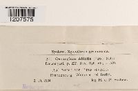 Cenangium ferruginosum image